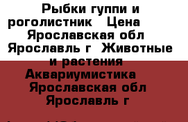 Рыбки гуппи и роголистник › Цена ­ 20 - Ярославская обл., Ярославль г. Животные и растения » Аквариумистика   . Ярославская обл.,Ярославль г.